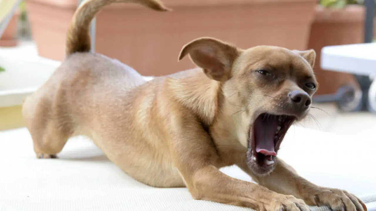 Ilustrasi anjing menguap