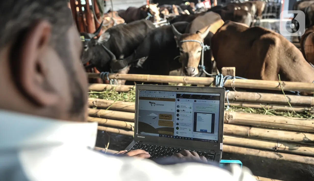 Azmi menggunakan laptop saat menjawab pertanyaan konsumen via website dan media sosial di Peternakan Yuk Qurban, Depok, Rabu (22/7/2020). Menurut Pemilik peternakan Yuk Qurban itu penjualan hewan kurban melalui daring disambut antusias masyarakat dan terus meningkat. (merdeka.com/Iqbal Nugroho)