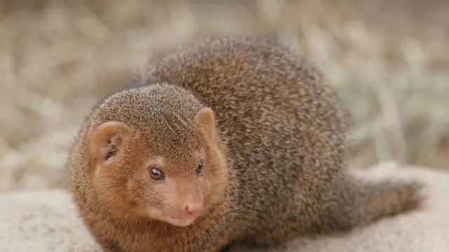 Garangan Kerdil