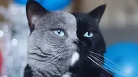 Berkenalan dengan Narnia, Kucing Berwajah Ganda yang Menggemaskan