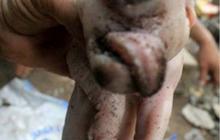 Ini wujud aneh anak babi bermata satu yang hebohkan Bali