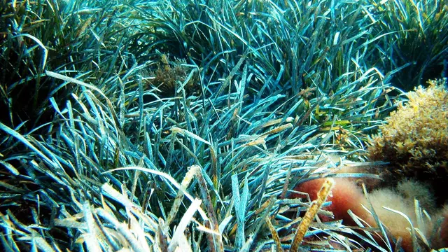 Posidonia oceanica (wikimedia commons)