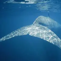 'Paus paling kesepian di Bumi'. (Nick Caloyianis/Getty Images)