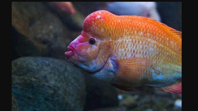 Mengenal Ikan Red Devil yang Dikabarkan Muncul di Danau Toba.