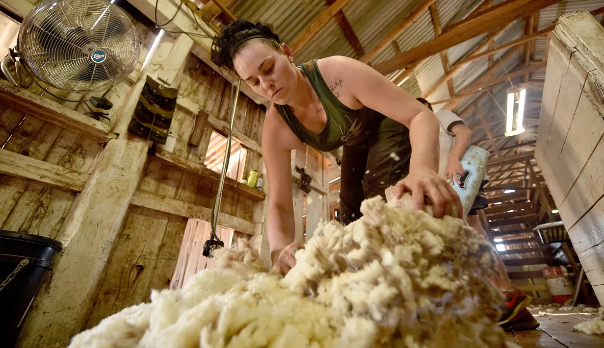 Seorang wanita bernama Emma Billet mencukur bulu domba di tempat pemotong bulu domba di New South Wales, Australia (21/2). Emma adalah wanita berusia 28 tahun yang berkerja sebagai pemotong bulu domba. (AFP/Peter Parks)