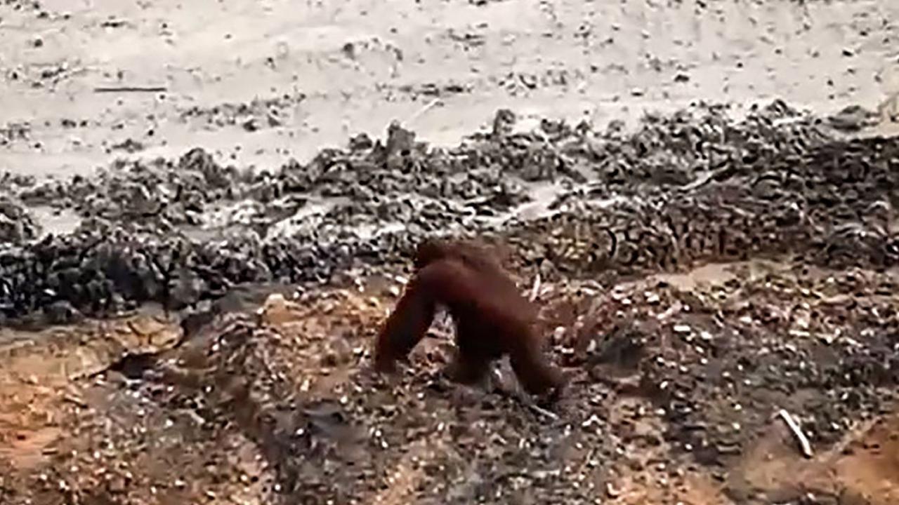 FOTO: Menyedihkan! Orangutan Ini Kebingungan di Area Tambang Batubara Kalimantan, Berhadapan dengan Ekskavator
