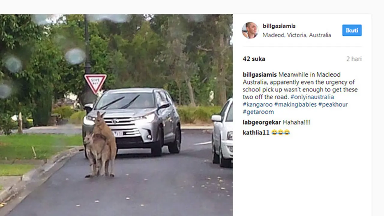 Kanguru Bercinta di Jalan Raya Hebohkan Pengendara