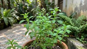 Cara Memperbanyak Tanaman Stevia di Rumah dengan Stek Batang
