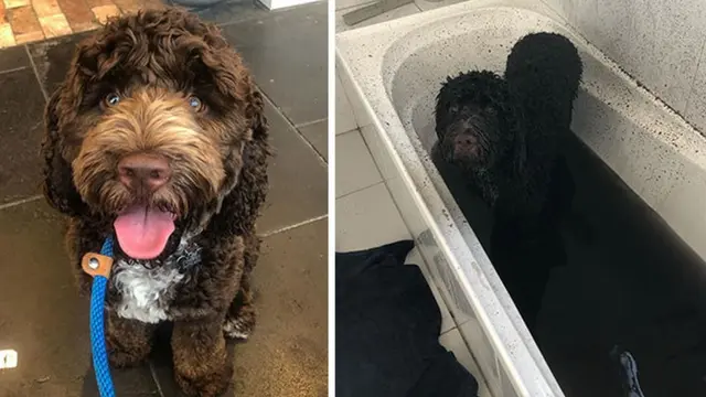 7 Potret Kocak Anjing Habis Bermain Lumpur, Gemes Banget