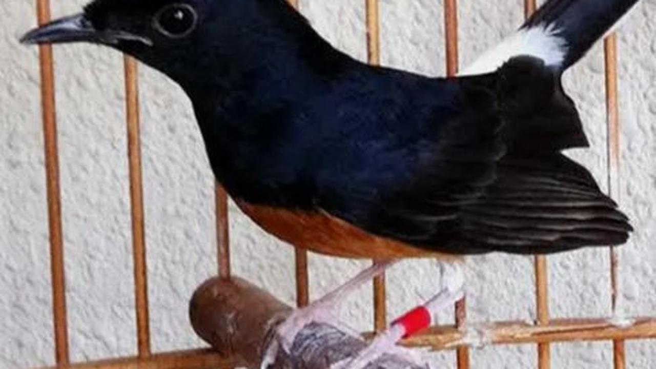 Layaknya Sekolah Betulan, Begini Situasi Sekolah Khusus Burung Murai di Cilacap yang Muridnya Datang dari Berbagai Daerah