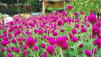Tampilan Bisa Menipu... 4 Bunga Cantik Ini Ternyata Beracun