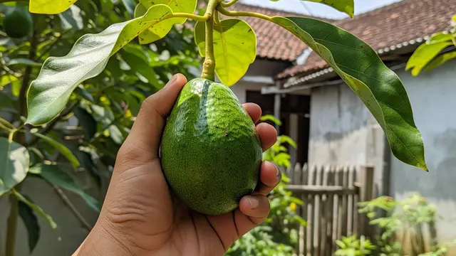 Arti Warna Tangkai pada Alpukat, Penanda Buah Siap Dimakan atau Belum