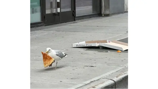 7 Potret Burung Curi Makanan Manusia Ini Kocak, Diam-Diam Tetap Ketahuan