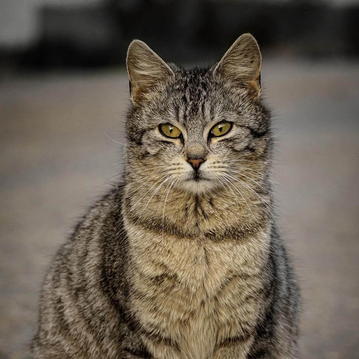 7 Fakta Tentang Kucing yang Jarang Diketahui, Kucing Tertua Hidup 38 Tahun