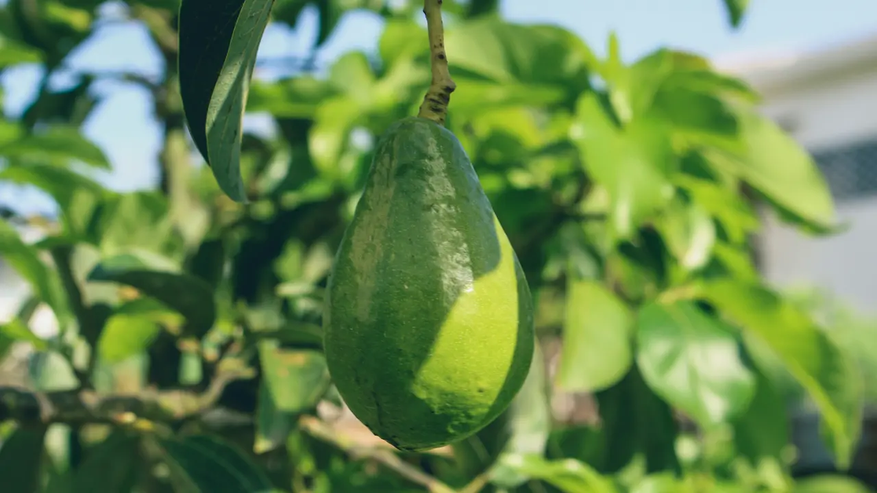 Cara Menanam Alpukat dengan Perawatan Minimal/Photo by Jametlene Reskp on Unsplash