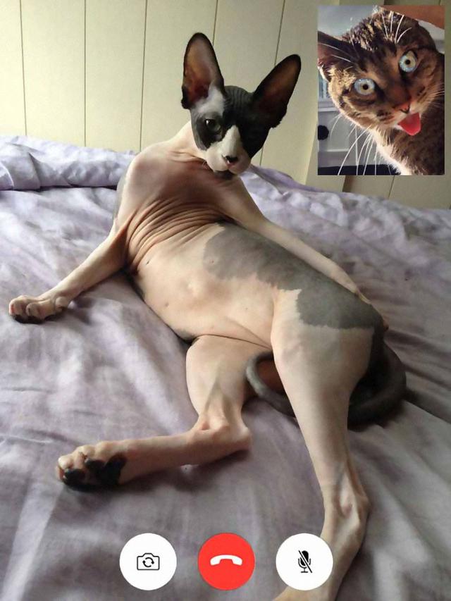 5 Potret Kocak Kalau Kucing Lakukan Video Call Seksi