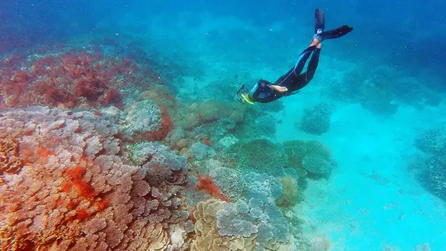 [Reservasi] Free Diving di Teluk Buyat Minahasa Tenggara