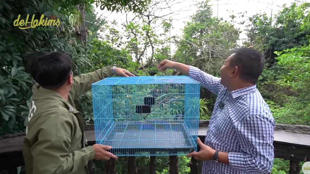 Burung yang dilepas adalah berjenis kelamin betina dan akan dipertemukan dengan pasangan jantannya di dalam aviary.