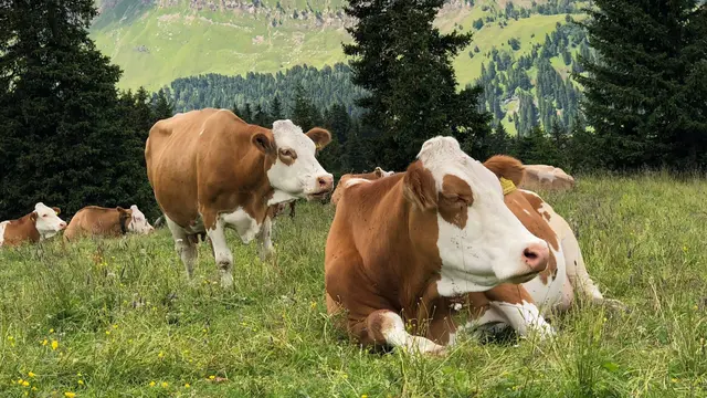 Sapi