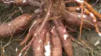 Masing-masing negara ini punya makanan khas yang siap menggoyang lidah. Tapi, dibalik rasa enak yang diberikan, makanan-makanan ini menyimpan bahaya yang mengerikan. 