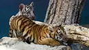 Anak harimau putih, Yanek bermain dengan saudaranya di Kebun Binatang Nasional Kuba di Havana pada 4 Juni 2021. Untuk pertama kalinya dalam 20 tahun, empat anak harimau lahir di kebun binatang dan di antaranya, seekor harimau putih betina yang langka bernama Yanek. (YAMIL LAGE/AFP)