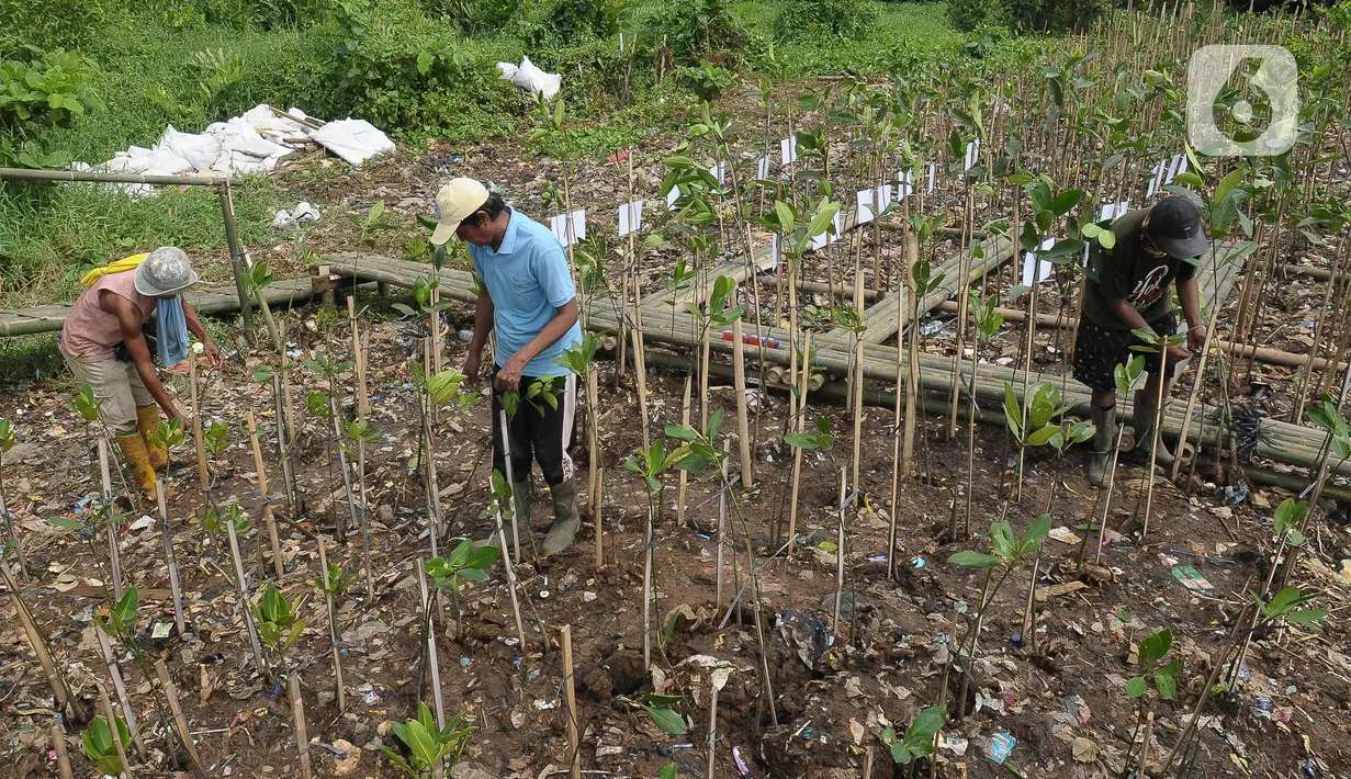 Selain itu, mangrove juga menghasilkan berbagai komoditas perikanan dan kehutanan, menyaring limbah secara alami, menjadi habitat dan tempat pemijahan beberapa jenis satwa, dan mencegah intrusi air laut. (merdeka.com/imam buhori)