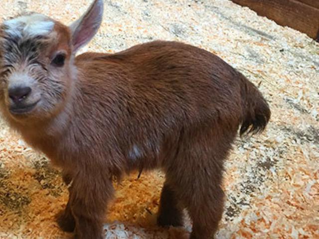 Lucunya Chewbacca Si Anak Kambing Kerdil Global Liputan6 Com