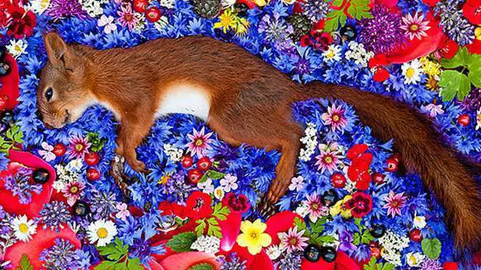 Foto : copyright boredpanda.com