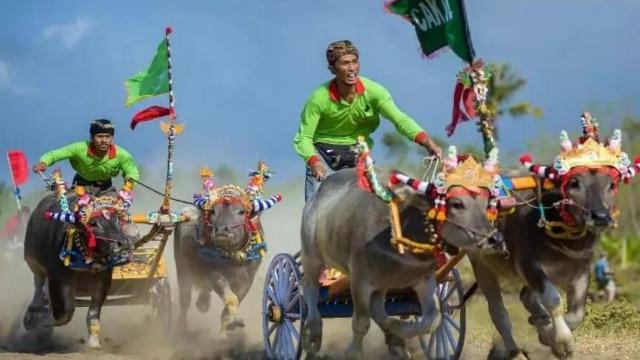 Festival Makepung atau balapan kerbau di Sirkuit All in One Jembrana