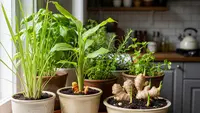Cara Membuat Kebun Herbal di Dapur Rumah dengan Pot Kecil, Tumbuh Subur dalam Ruangan