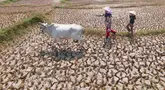 Warga menggembala hewan ternaknya pada sawah yang retak akibat kekeringan di kawasan Weninggalih, Jonggol, Jawa Barat, Selasa, 25 Agustus 2026. (KLY/ Arie Basuki)