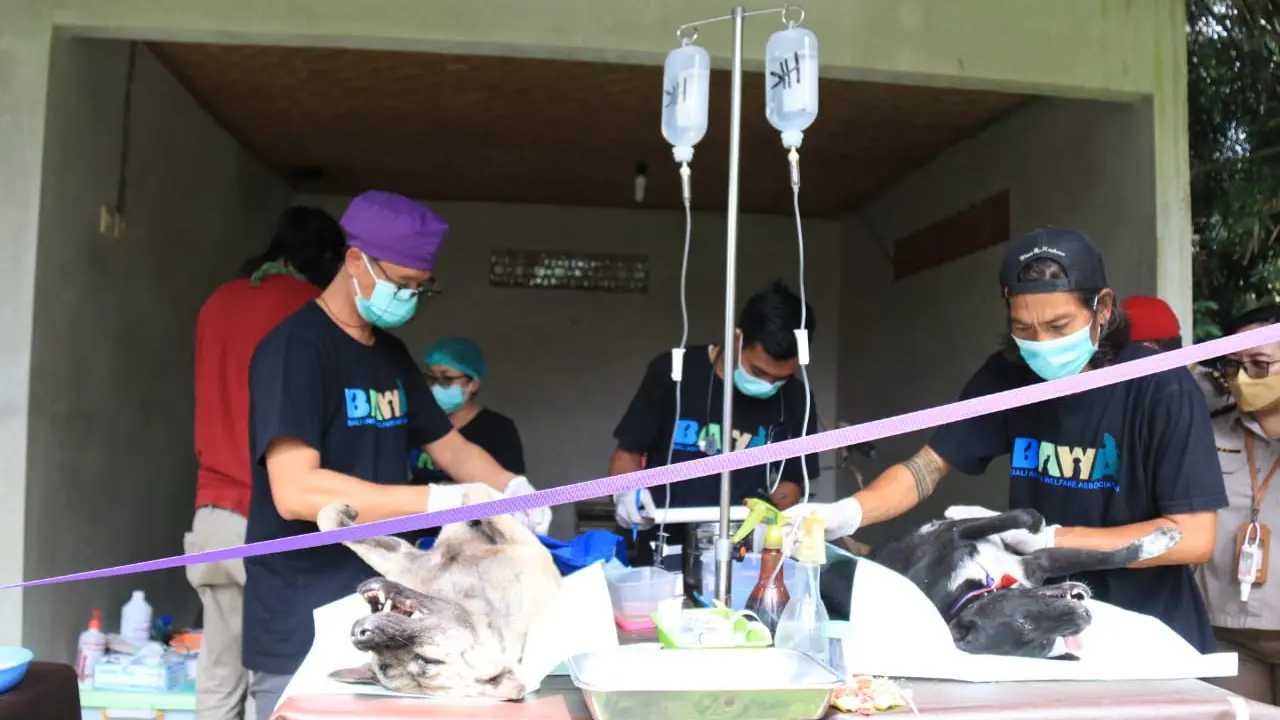 Vaksinasi dan Sterilisasi Massal Anjing di Bali