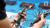 Petani menunjukkan lobster air tawar siap jual di tempat pembudidayaan BFC Mini Farm, Ciputat, Tangerang Selatan, Banten, Kamis (10/12/2020). Lobster air tawar asal Australia tersebut dijual Rp 60 ribu-Rp 500 ribu untuk memenuhi permintaan rumah makan dalam negeri. (Liputan6.com/Angga Yuniar)