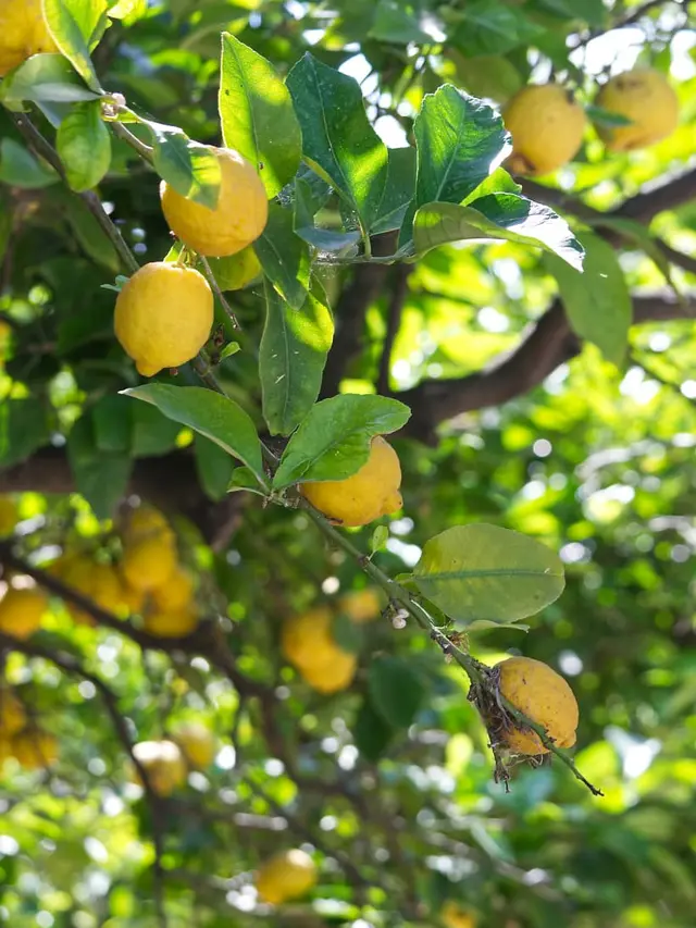 Pohon Lemon