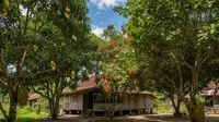 9 Model Kebun Buah Sederhana di Desa yang Ekonomis, Menguntungkan dan Ramah Lingkungan