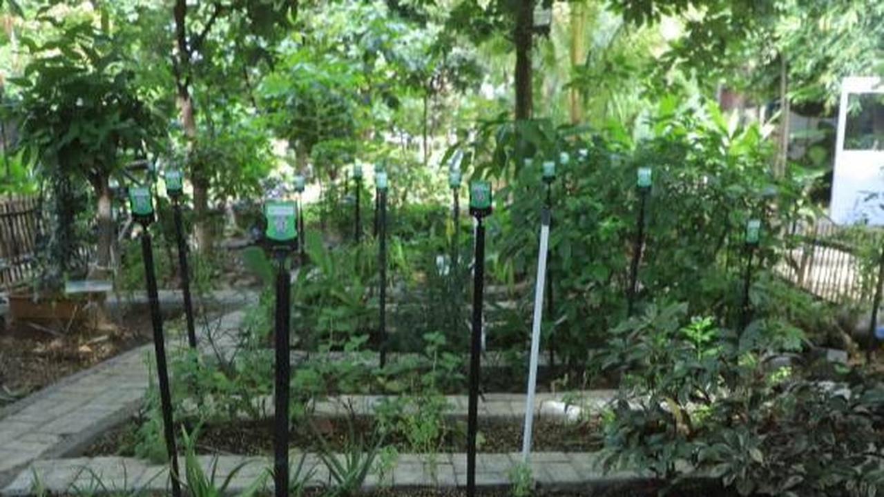 Semuanya kemudian direbus di panci yang panaskan oleh kompor pada sisi ruangan leuhang di lahan kwt tersebut. Setelah 15 sampai 20 menit, rebusan rempah mendidih dan menghasilkan uap yang dialirkan melalui pipa.