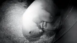 Induk beruang kutub,Liya, merawat dua bayi kembarnya di dalam kandang di Sea World Gold Coast, Australia, Selasa (2/5). Bayi kembar tersebut dilahirkan pada 26 April 2017 lalu dengan berat masing-masing 600 gram. (Handout / SEA WORLD AUSTRALIA / AFP)