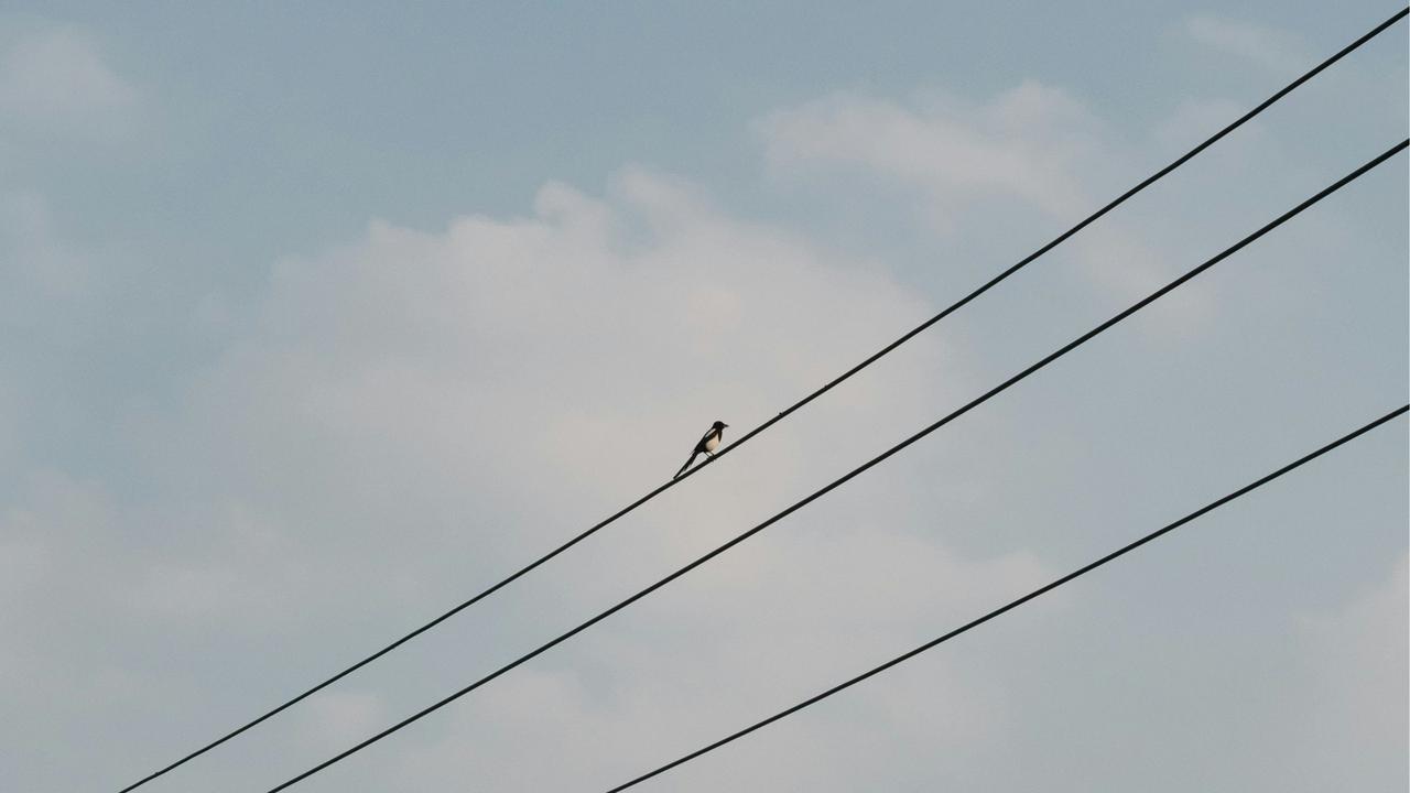 Burung di Kabel Listrik