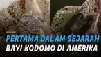 Momen ini menjadi sangat mengagumkan karena spesies mereka terancam punah dan hanya tersisa 2.500 komodo.