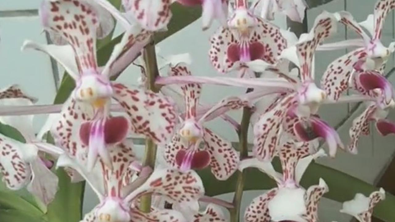 Anggrek Vanda Tricolor