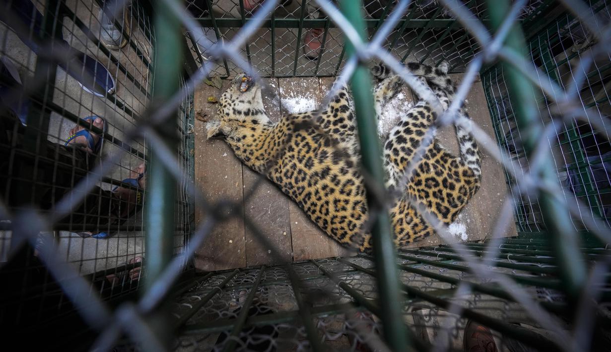 Diketahui, selama beberapa hari terakhir, macan tutul itu sedang mencari mangsa di daerah tersebut dan berbur anjing peliharaan serta hewan ternak secara teratur. (AP Photo/Anupam Nath)