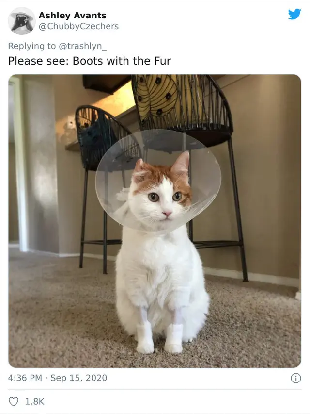 Potret Kucing Dengan Bulu Aneh Setelah Operasi, Bikin Geli. (Sumber: boredpanda)