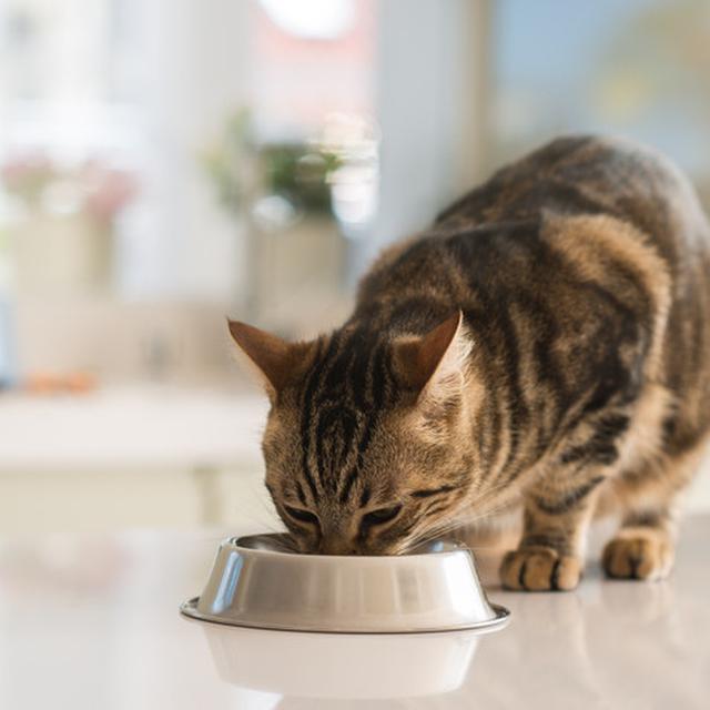 10 Penyebab Kucing Tidak Nafsu Makan Kenali Dengan Tepat Hot Liputan6 Com