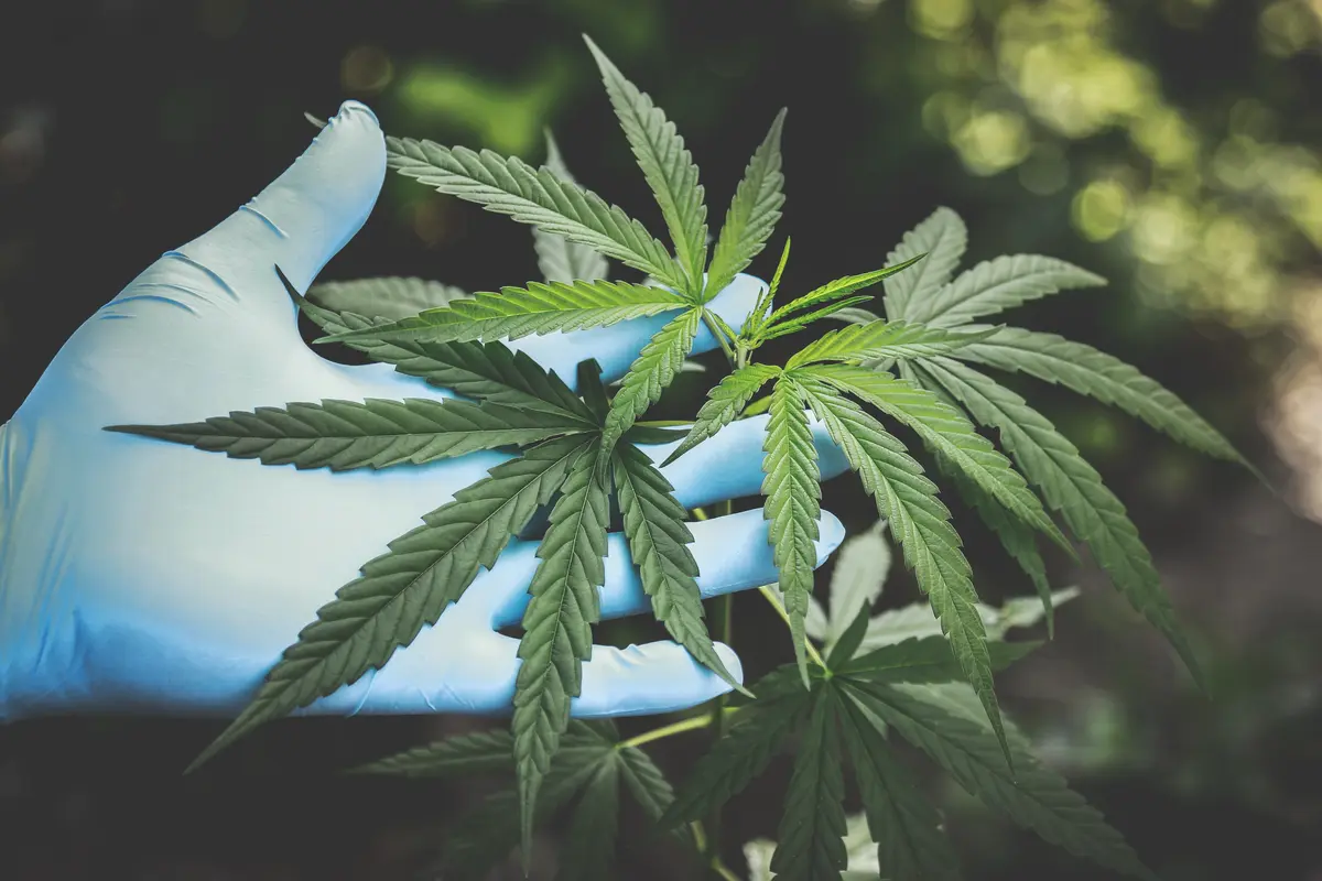 Kemenkes Segera Terbitkan Regulasi Riset Ganja Medis di Indonesia