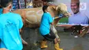 Sapi yang siap di qurban di di Rumah Pemotongan Hewan, Depok, Selasa (20/7/2021). Guna mendorong semangat persatuan umat pada masa pandemi, SU bersinergi dengan tokoh agama, ormas Islam, pondok pesantren, lembaga pendidikan menyiapkan 1.000 hewan qurban di 17 provinsi. (Liputan6.com/Fery Pradolo)