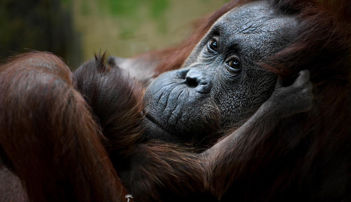FOTO Bayi Orangutan Kalimantan  yang Terancam Punah Lahir 