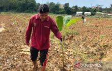 Tiga Pilar Inovatif Kaltim Dorong Pengelolaan Pisang Grecek Sepaku Berkelanjutan