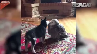 Dari anak anjing dan burung hantu ini kita dapat belajar arti persahabatan.