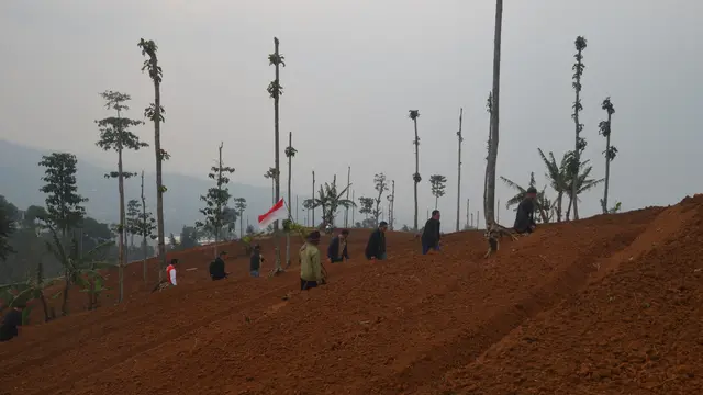 penanaman bibit pohon