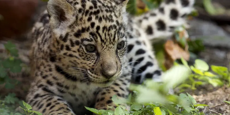 20151109-Menggemaskan Tingkah Bayi Macan Tutul Penghuni Kebun Binatang Quito